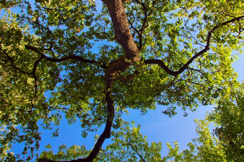 Free stock image of Tree created by 2happy