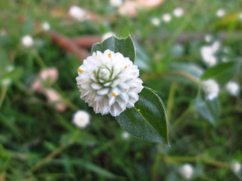 Free stock image of Flower created by Galayanee