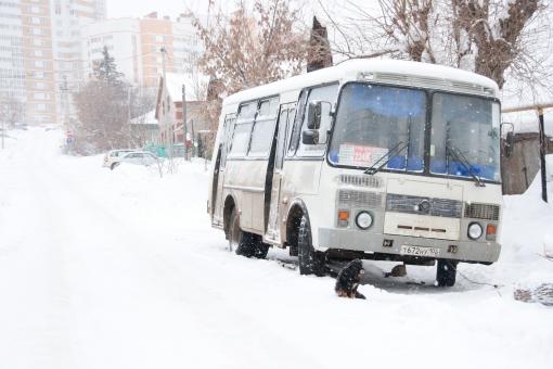 Free Stock Photo of Bus and dog