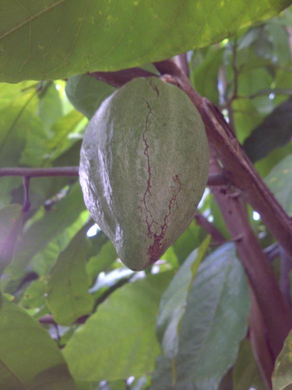 Free stock image of Cocoa created by fakhliansyah