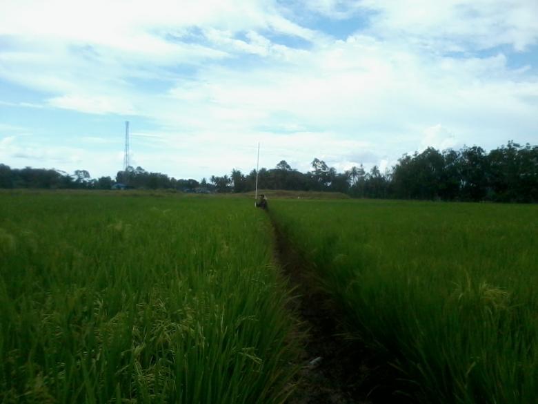 Free stock image of Rice fields created by fakhliansyah