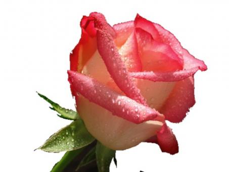 Free Stock Photo of The rose