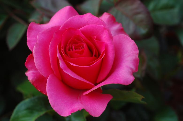 Free stock image of Pink Rose created by GOPAL CHANDRA DAS