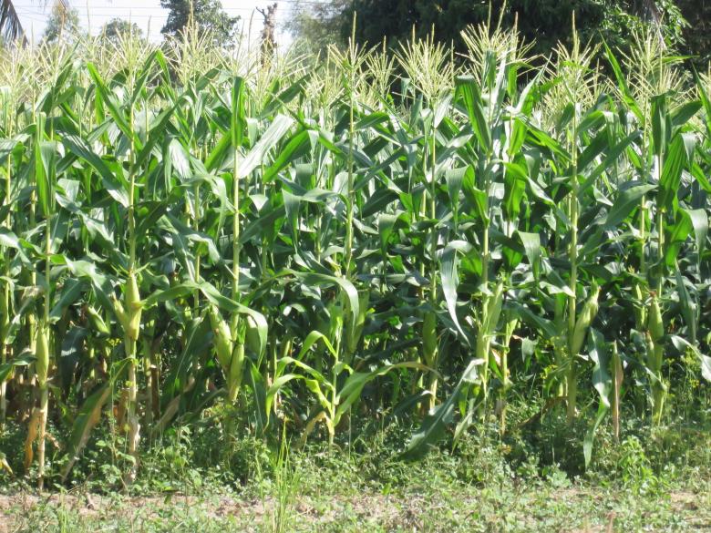 Free stock image of Green corn field created by Galayanee