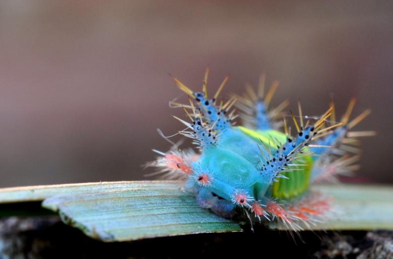 Free stock image of Carnival caterpillar created by CLEVER RICARDO CHINAGLIA