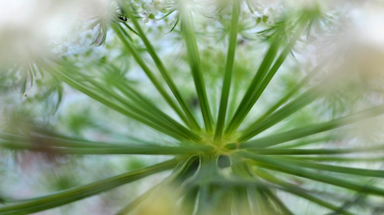Free stock image of Carrot Flower created by CLEVER RICARDO CHINAGLIA
