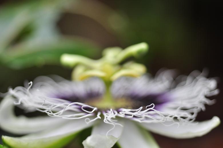 Free stock image of Passion fruit flower created by CLEVER RICARDO CHINAGLIA