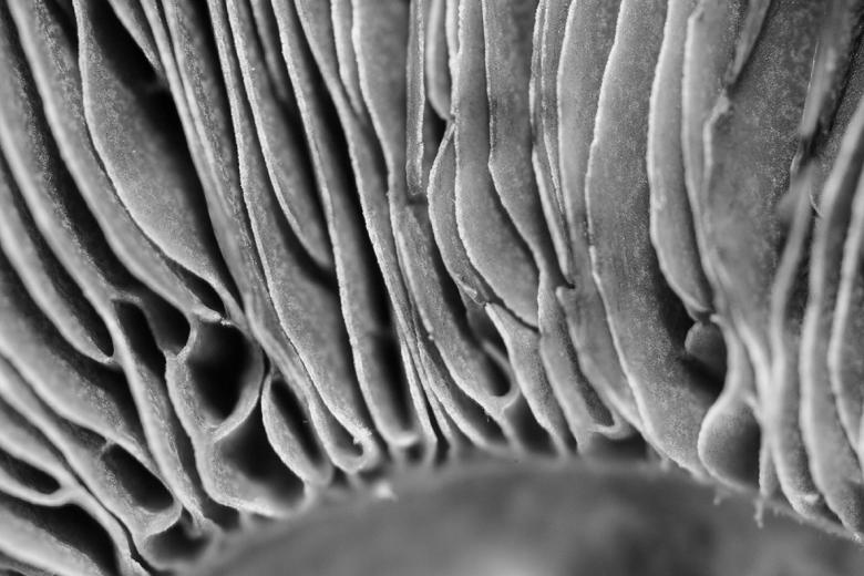 Free stock image of Fiber Organic Background - Black and White created by François