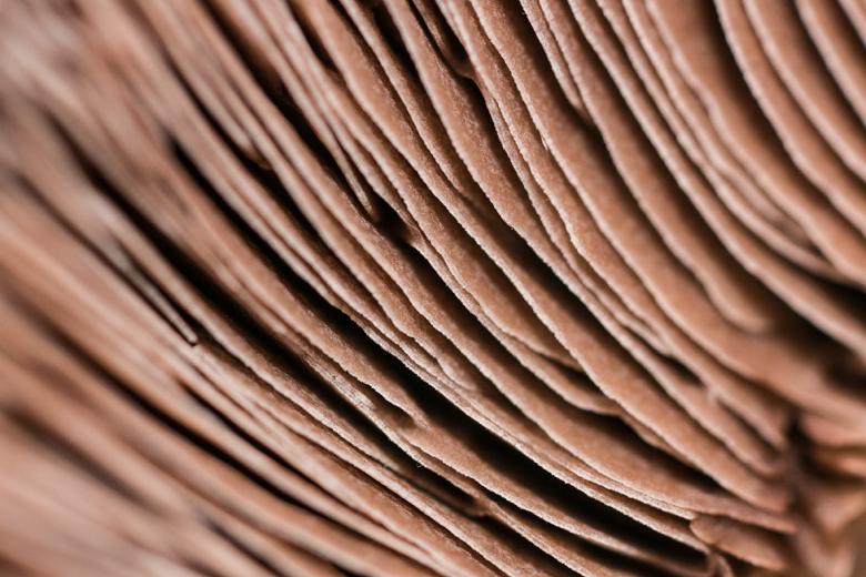 Free stock image of Organic Fibers Background created by François
