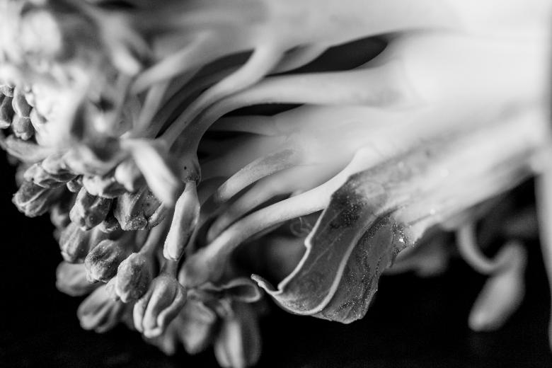 Free stock image of Black and White Organic Background created by François