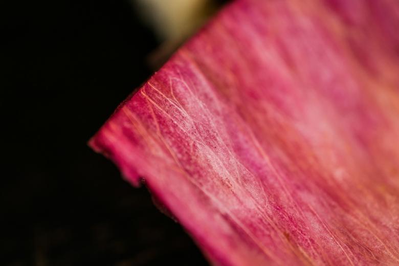 Free stock image of Organic red fiber background created by François