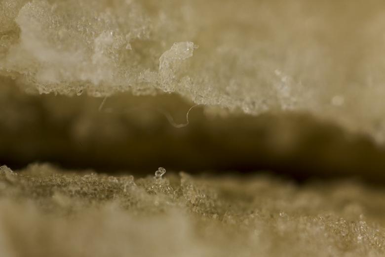 Free stock image of Fruit Macro created by François