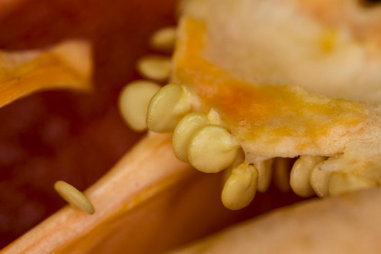 Free stock image of Paprika Vegetable Closeup created by François