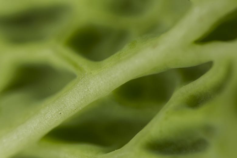 Free stock image of Salad Close-up Texture created by François