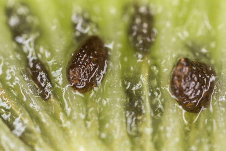 Free stock image of Kiwi Macro Texture created by François