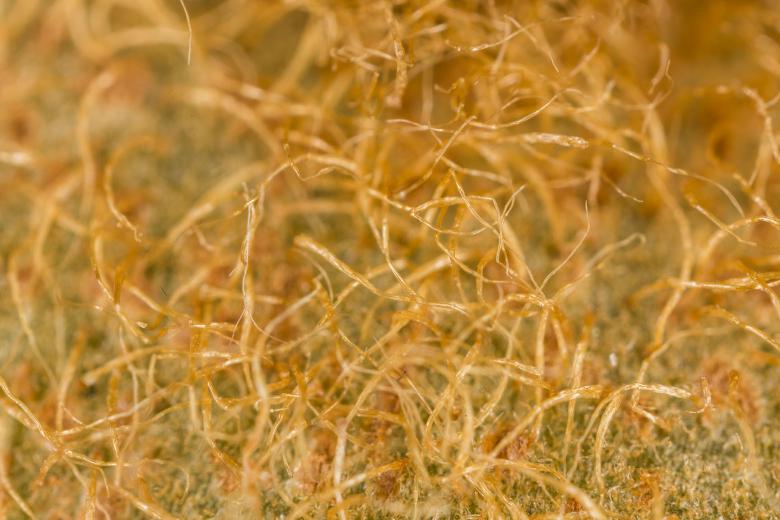 Free stock image of Kiwi Hairs - Closeup created by François