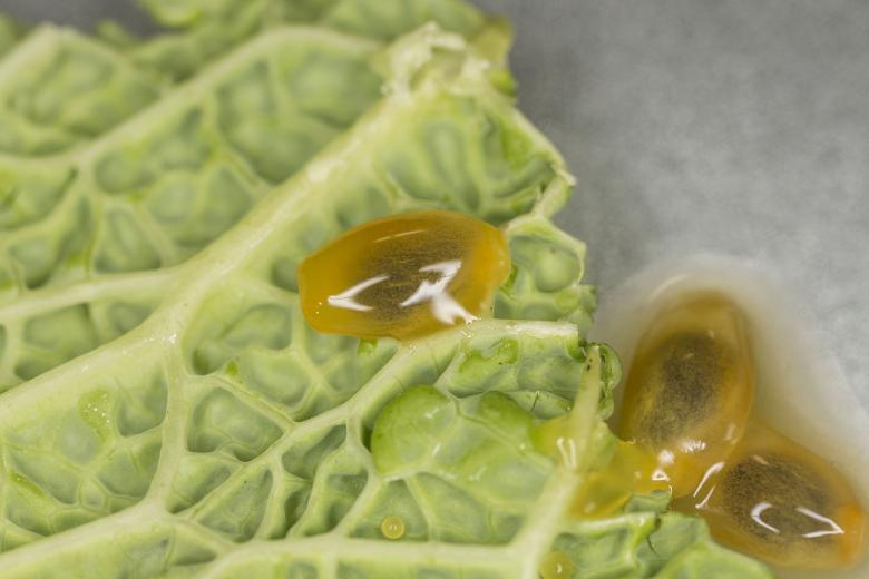 Free stock image of Salad and Fruit Closeup created by François