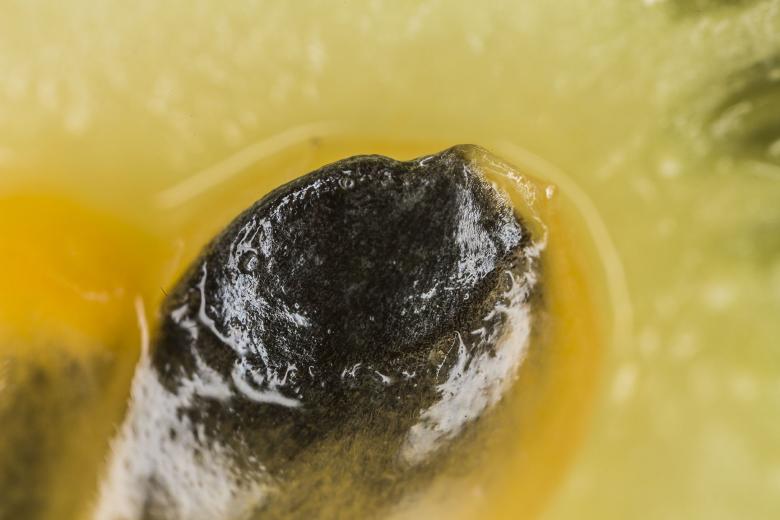Free stock image of Kiwi Stone Macro created by François