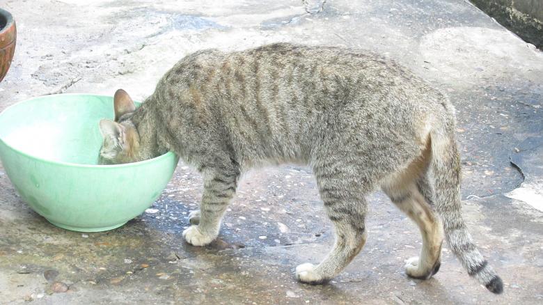 Free stock image of eating cat created by Galayanee