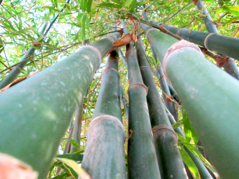 Free stock image of Bamboo Forest  created by Galayanee