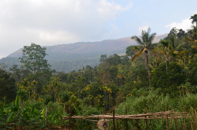 Free stock image of Forest created by Ramanathan Veerappan