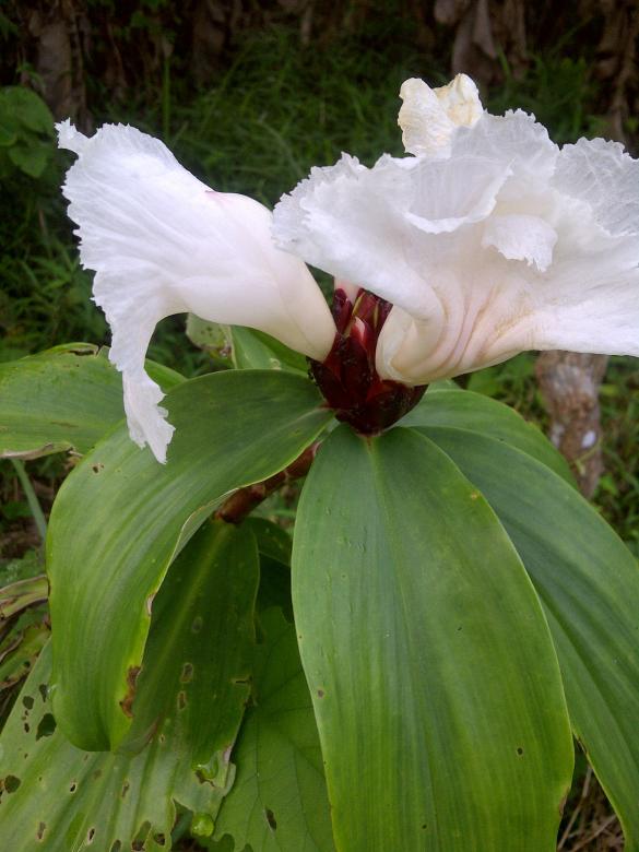 Free stock image of White flowers created by fakhliansyah