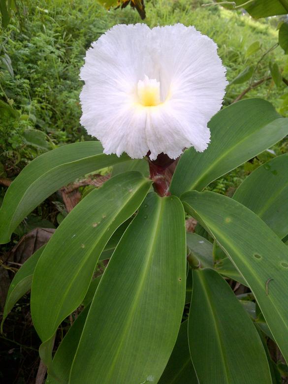 Free stock image of White flower created by fakhliansyah