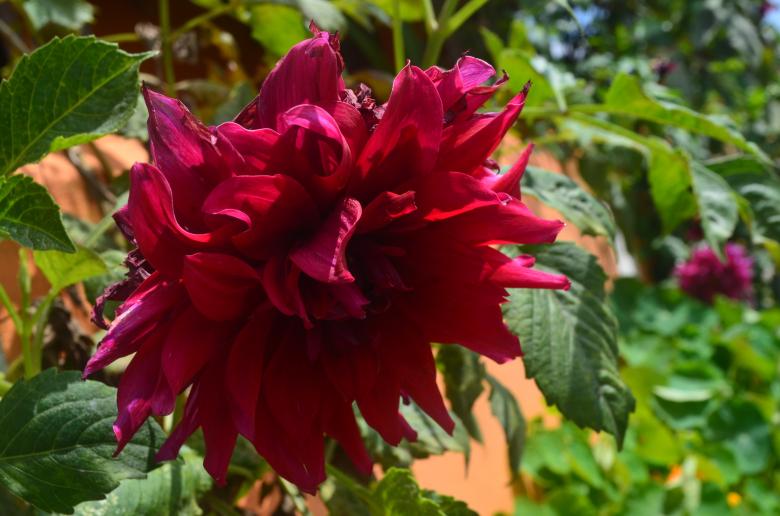 Free stock image of Red Flower created by Ramanathan Veerappan
