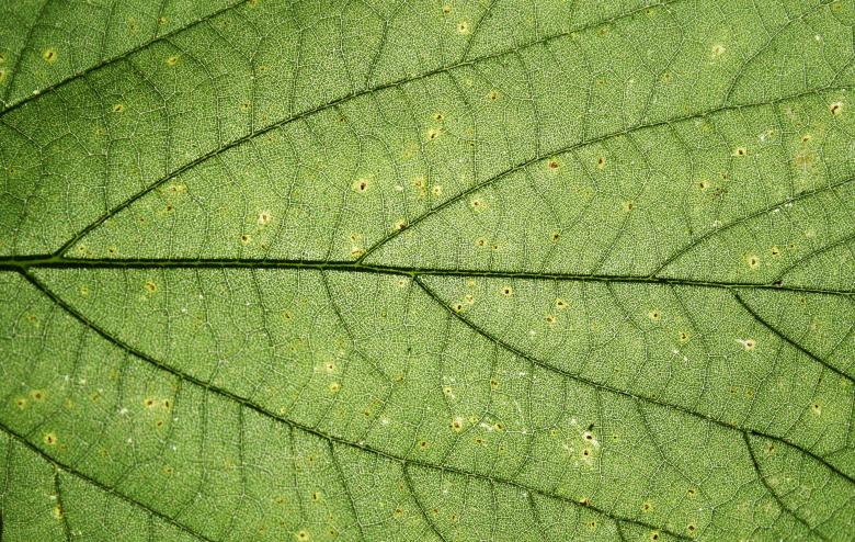 Free stock image of Green Leaf Texture created by Free Texture Friday