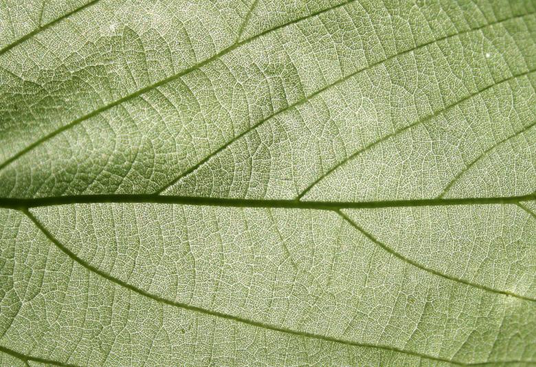 Free stock image of Green Leaf Texture created by Free Texture Friday
