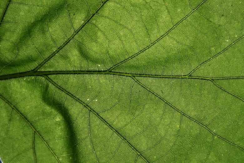 Free stock image of Green Leaf Texture created by Free Texture Friday