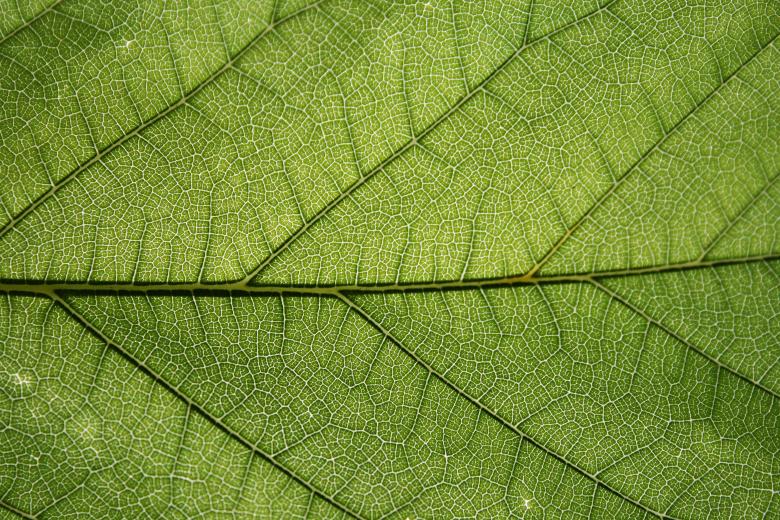 Free stock image of Green Leaf Texture created by Free Texture Friday