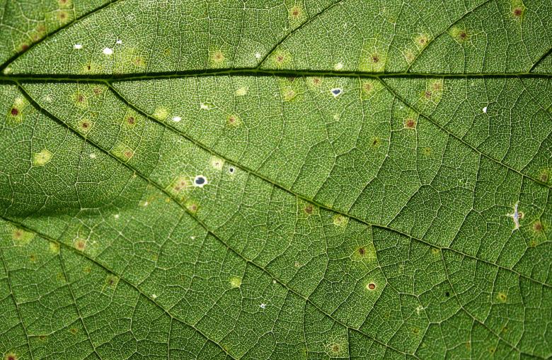 Free stock image of Green Leaf Texture created by Free Texture Friday