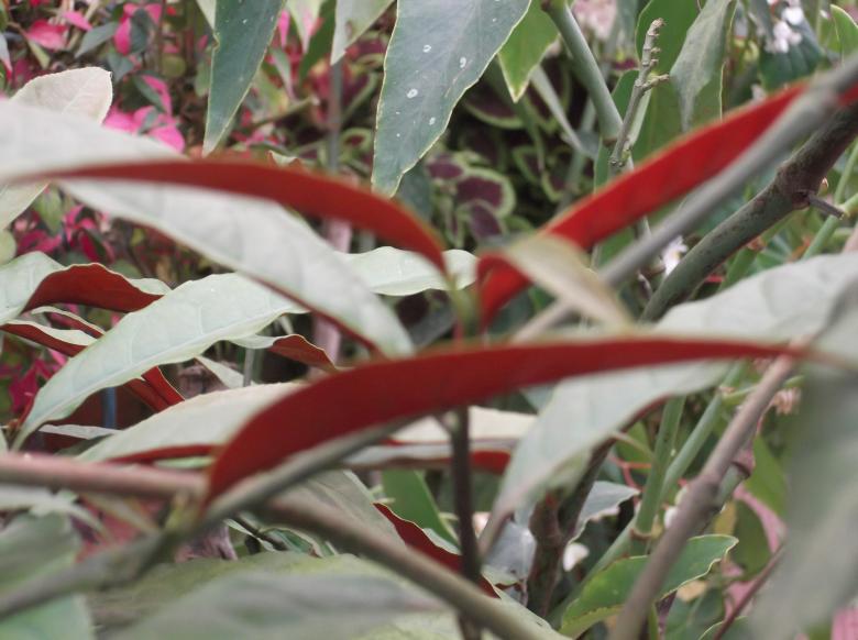 Free stock image of Red Plant created by Ramanathan Veerappan