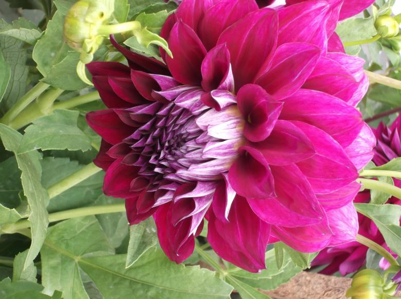 Free stock image of Pink Flower created by Ramanathan Veerappan