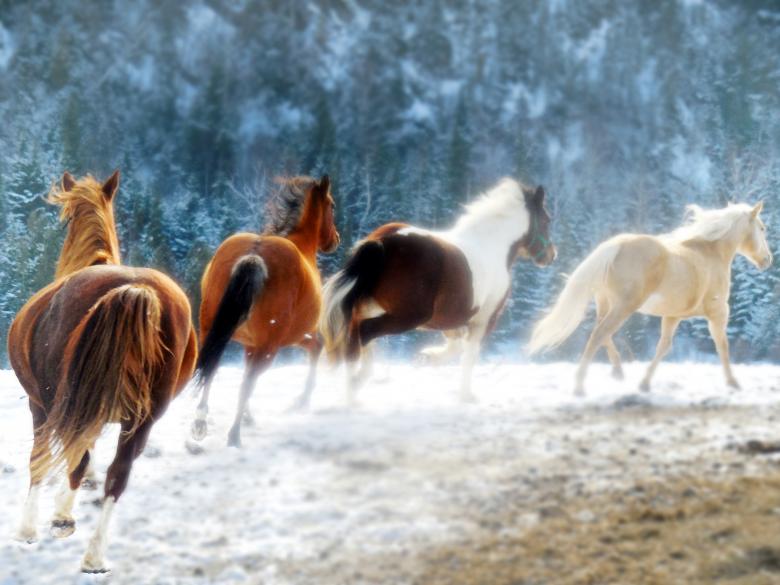 Free stock image of Running Horses created by beatrice foord