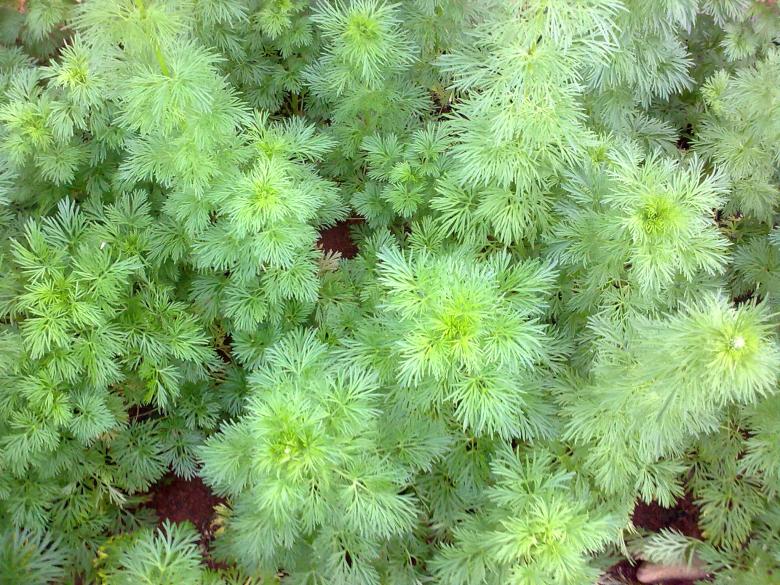 Free stock image of Green Plants created by Ramanathan Veerappan