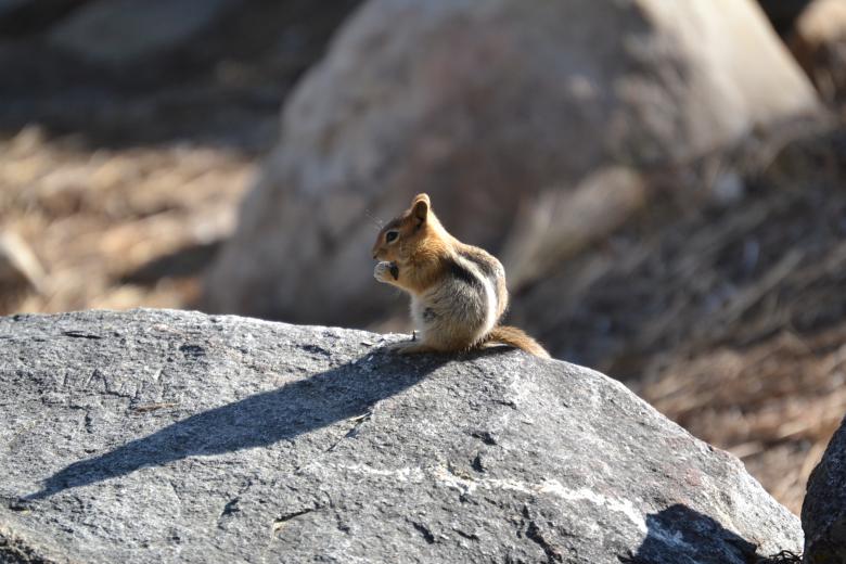 Free stock image of Squirrel created by al mahdi