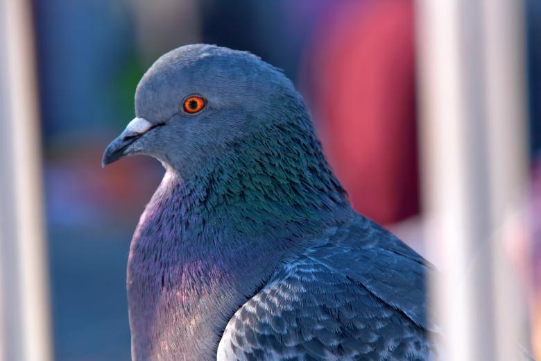 Free stock image of Gray dove created by 2happy