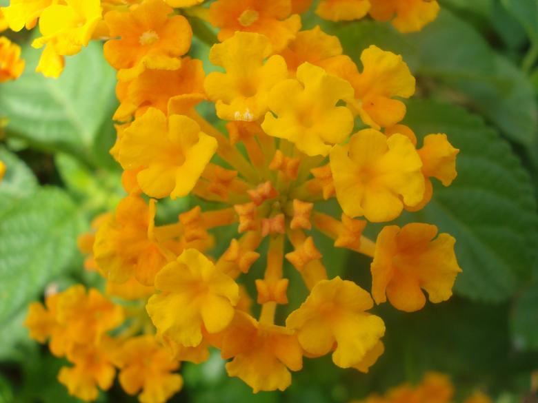 Free stock image of Yellow Flower created by Ramanathan Veerappan