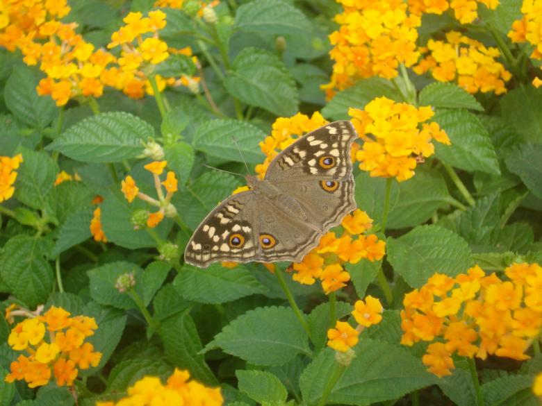 Free stock image of Butterfly created by Ramanathan Veerappan