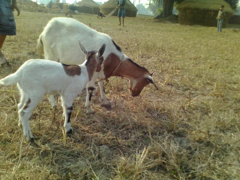 Free stock image of Goats created by Biswanath Das