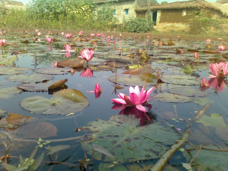 Free stock image of Pink lilies created by Biswanath Das
