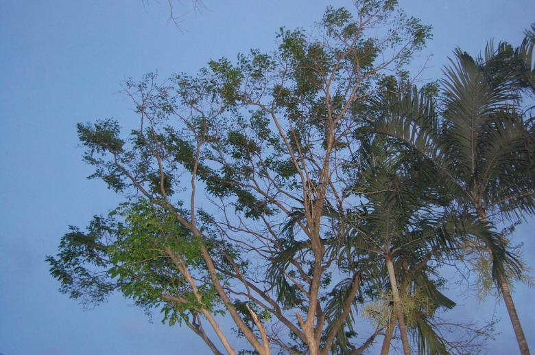 Free stock image of Treetop created by johnsherwie