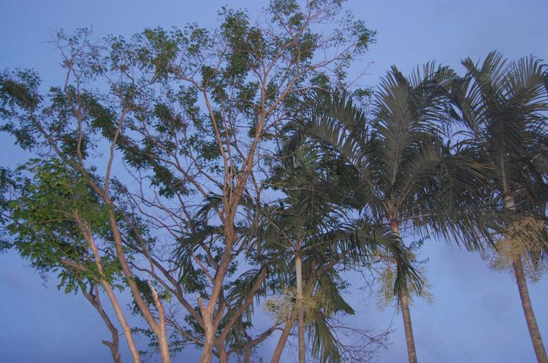 Free stock image of Treetop created by johnsherwie