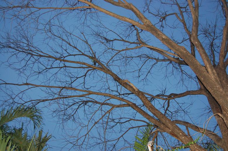 Free stock image of Treetop created by johnsherwie