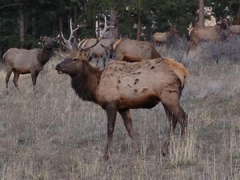 Free stock image of Bull Elk created by Tonia Meyer