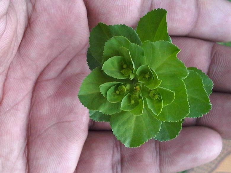 Free stock image of Flower in Hand created by Bilal Aslam