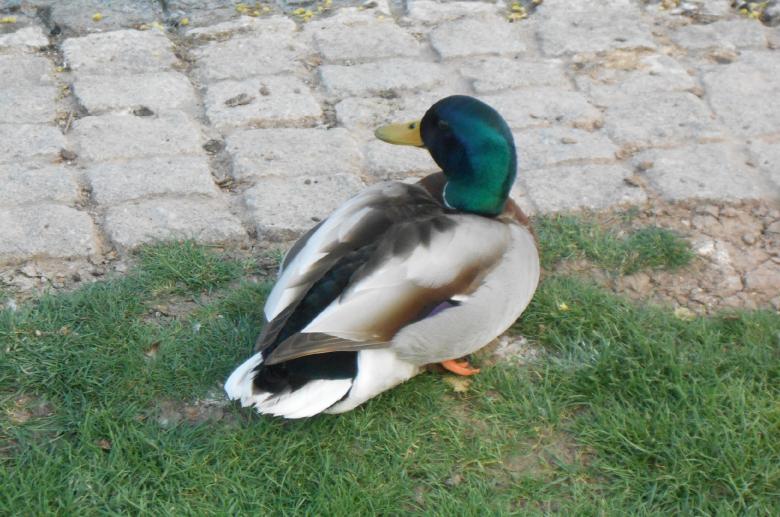 Free stock image of Mallard Duck  created by Bilal Aslam
