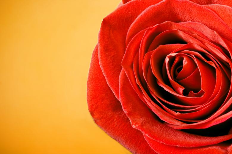 Free stock image of Red Rose created by 2happy